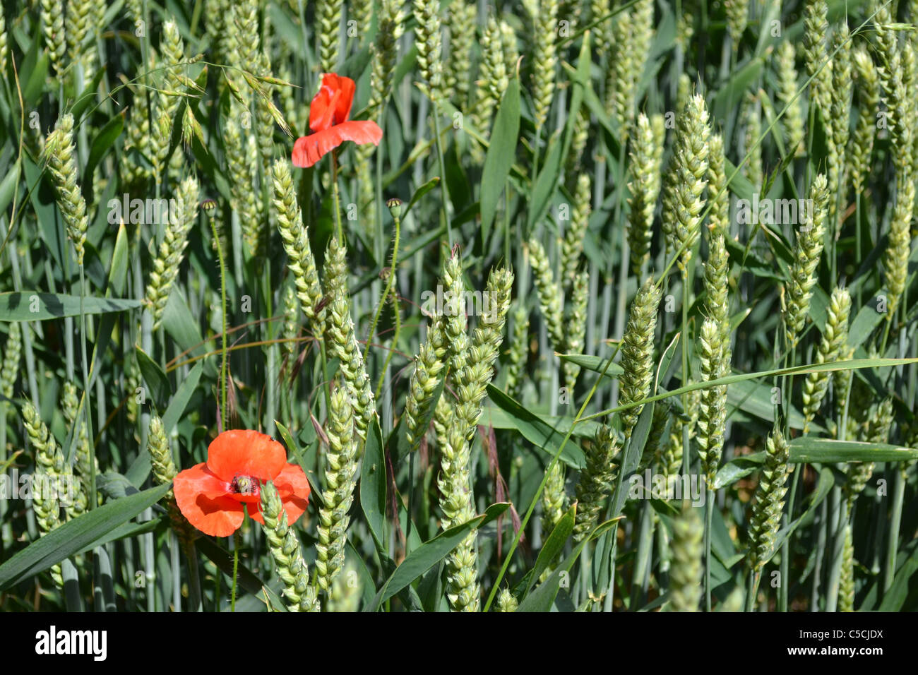 Deux rouges coquelicots dans un champ d'orge verte Banque D'Images