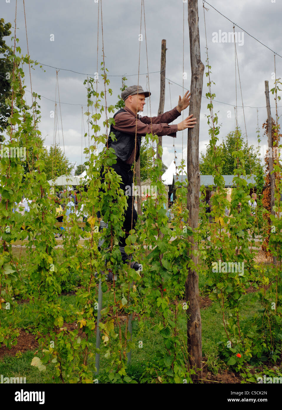 L'homme sur pilotis qui fréquentent à hop vignes. Banque D'Images