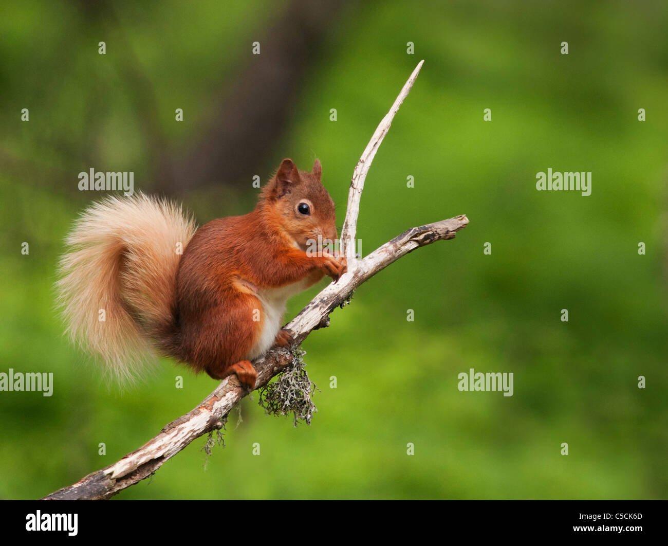 L'Écureuil roux Sciurus vulgaris se nourrissant de branche d'arbre en bois, Strathspey, Ecosse Banque D'Images