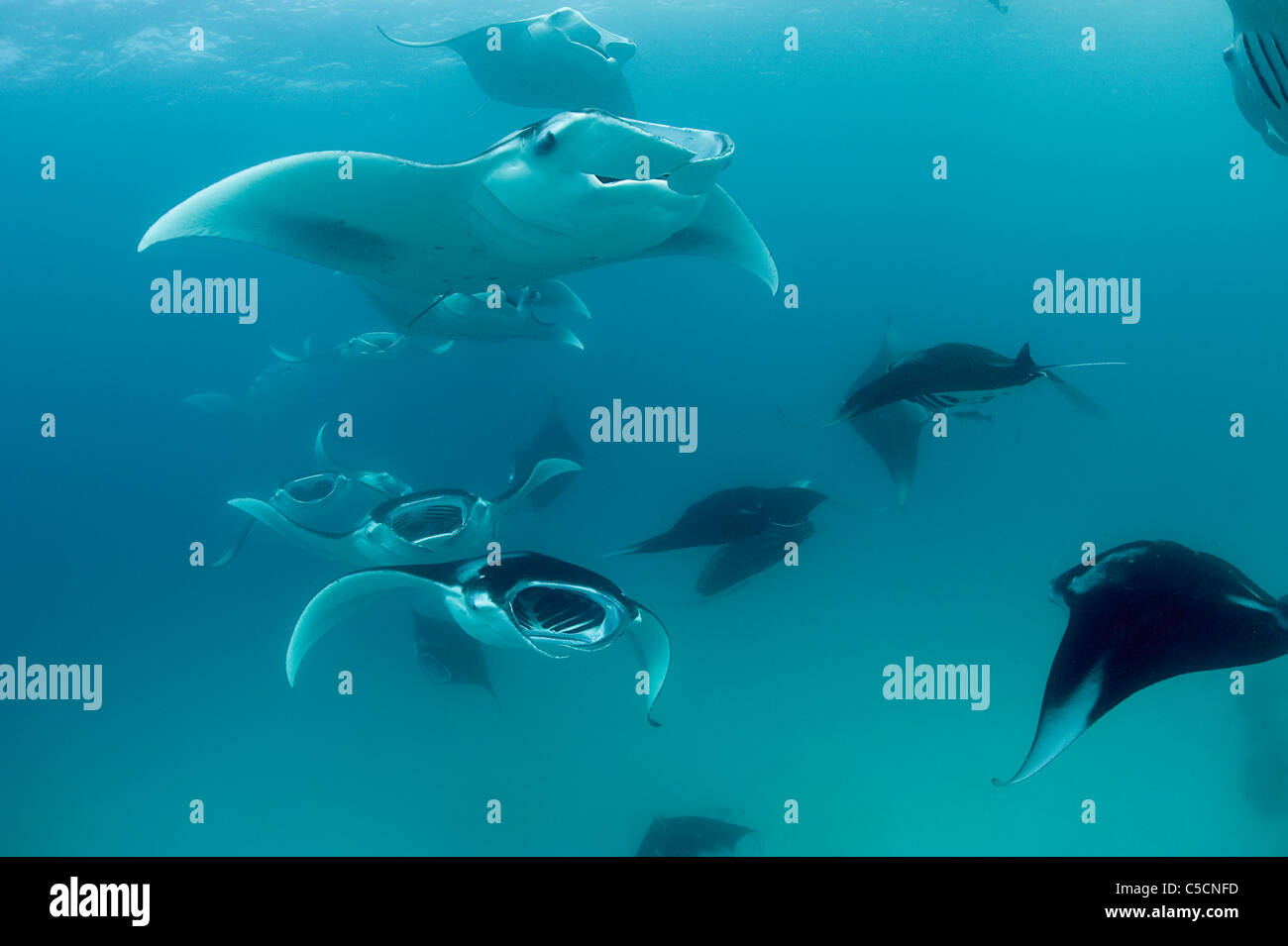 Reef manta, Manta alfredi, se nourrissant de plancton, Hanifaru Hanifaru Bay, lagune, l'atoll de Baa, Maldives Banque D'Images