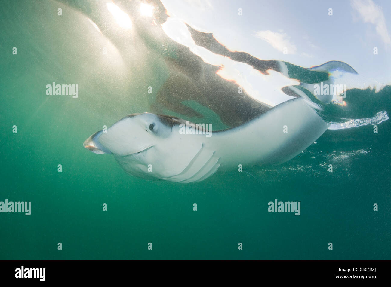 Raie manta, Manta alfredi (anciennement Manta birostris ), se nourrissant de plancton au coucher du soleil, la baie d'Hanifaru, l'atoll de Baa, Maldives ( Indian Banque D'Images