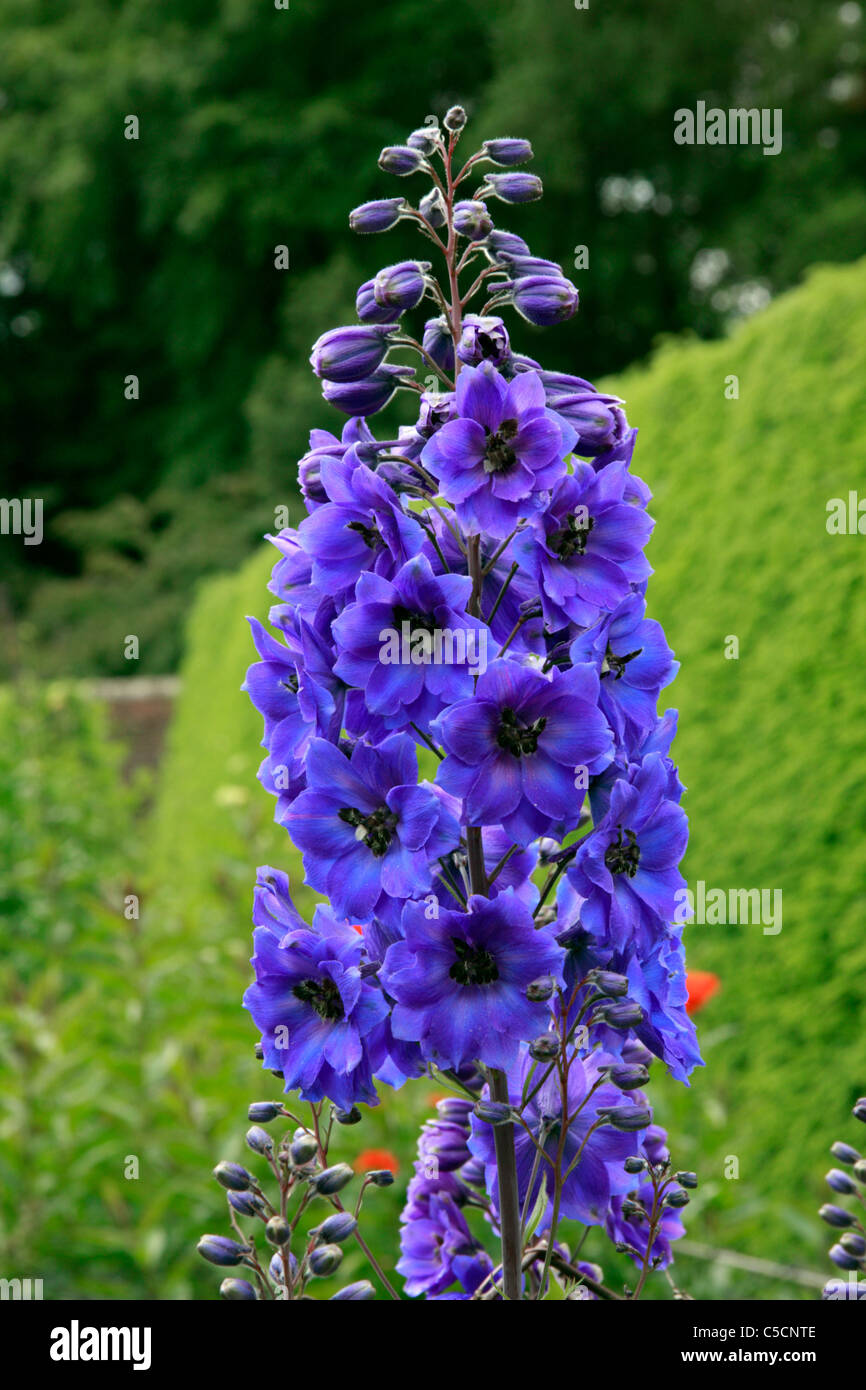 Fleurs de Delphinium elatum 'après minuit" en juin. Banque D'Images