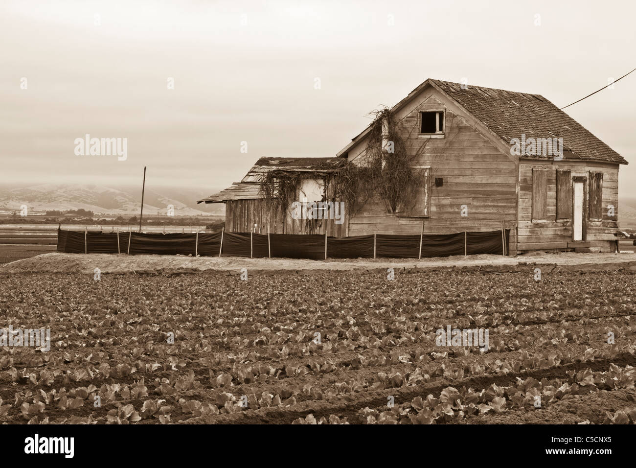 Les terres agricoles de la vallée de Salinas, en Californie, USA Banque D'Images