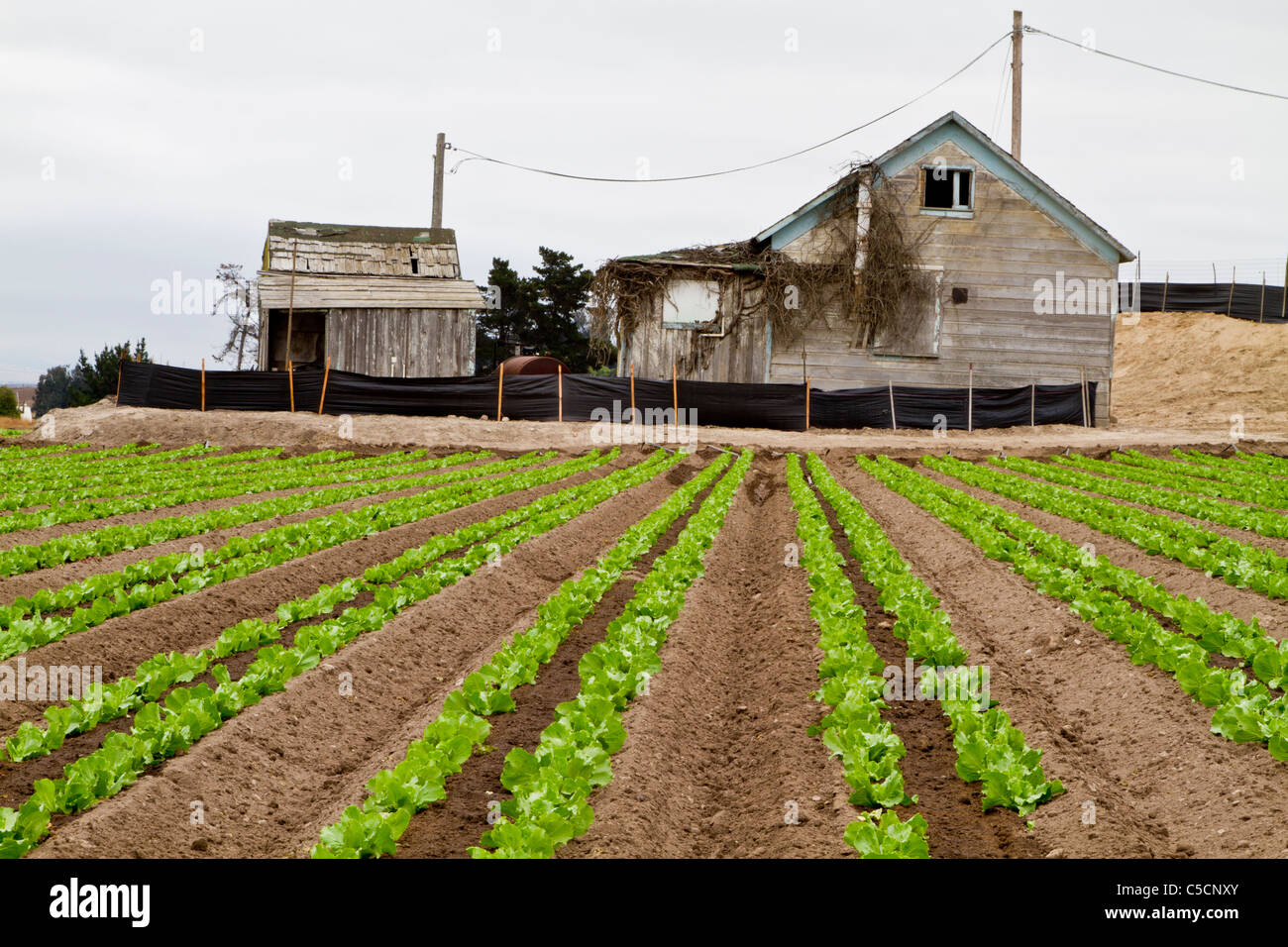 L'agriculture dans la vallée de Salinas en Californie, USA Banque D'Images