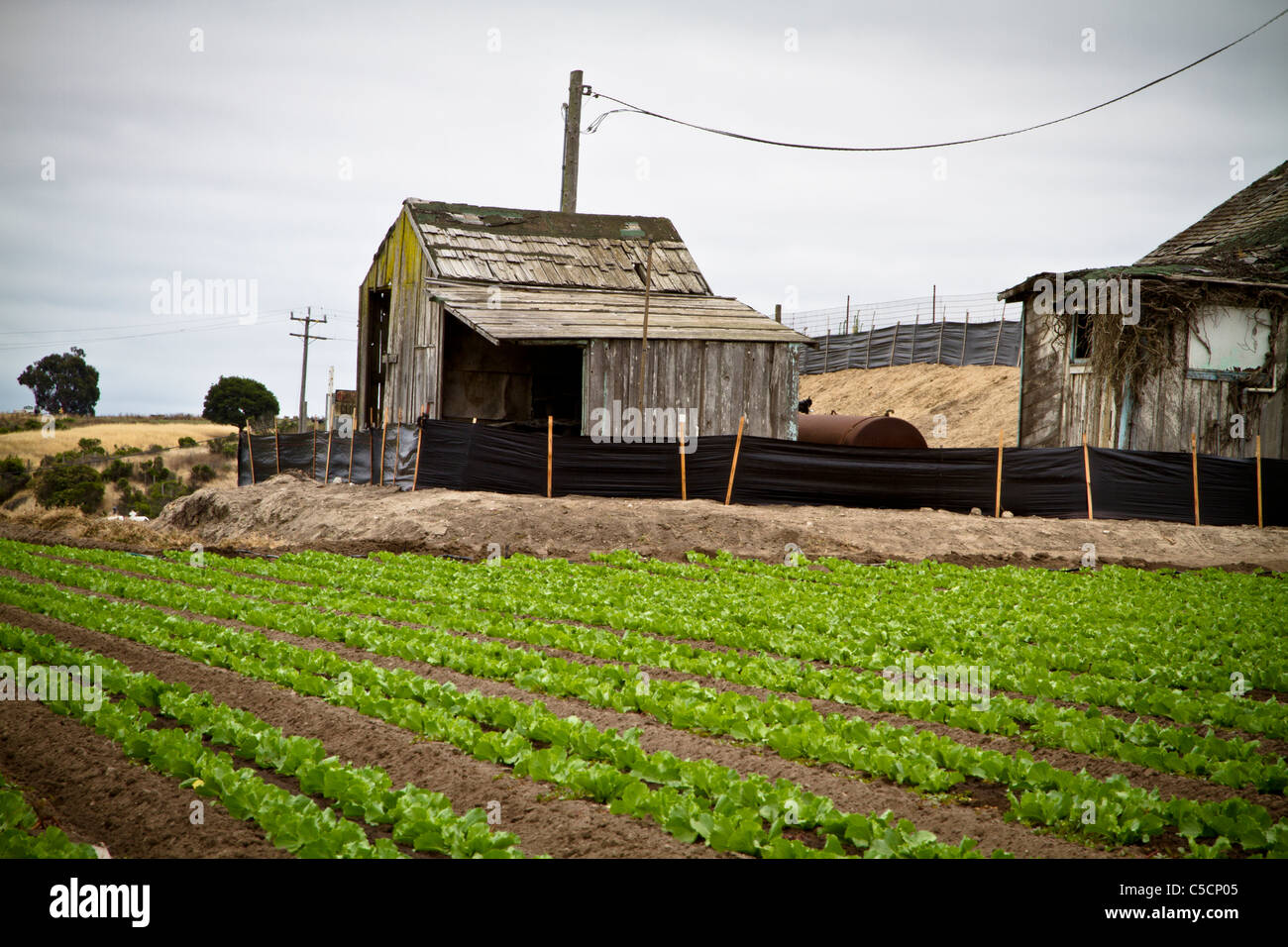 L'agriculture dans la vallée de Salinas en Californie, USA Banque D'Images