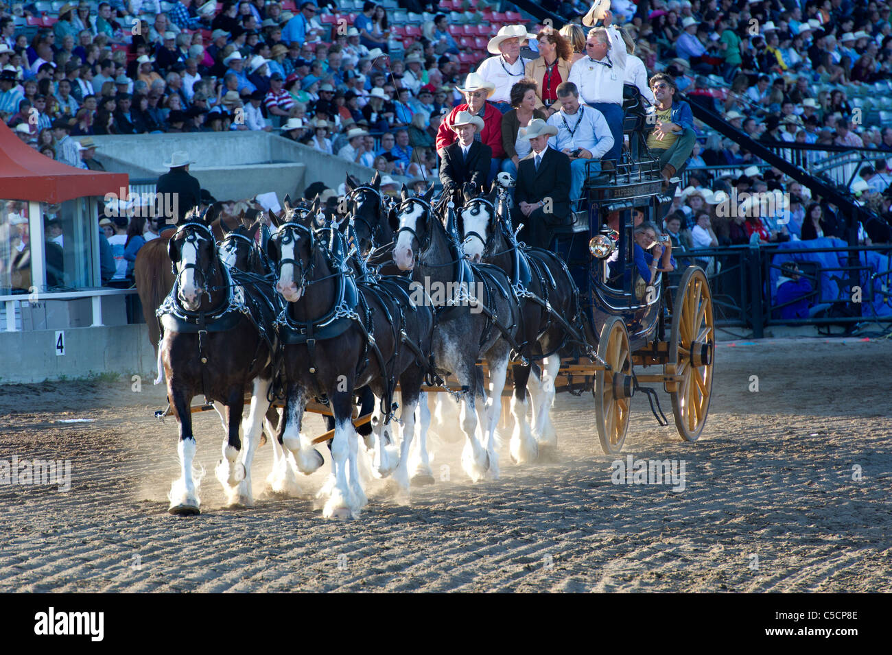 Chevaux de trait tirant un wagon au Stampede de Calgary. Alberta Canada Banque D'Images