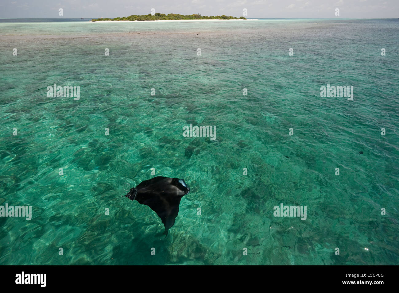 Manta Ray se nourrissant de plancton, avec en arrière-plan l'Île Hanifaru Hanifaru, lagune, l'atoll de Baa, Maldives Banque D'Images