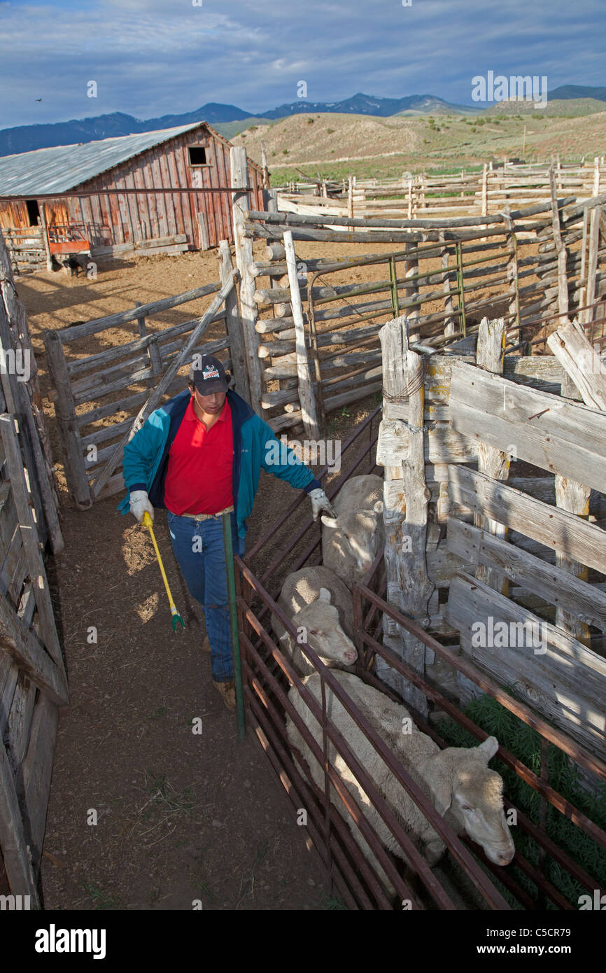 Nevada Sheep Ranch Banque D'Images