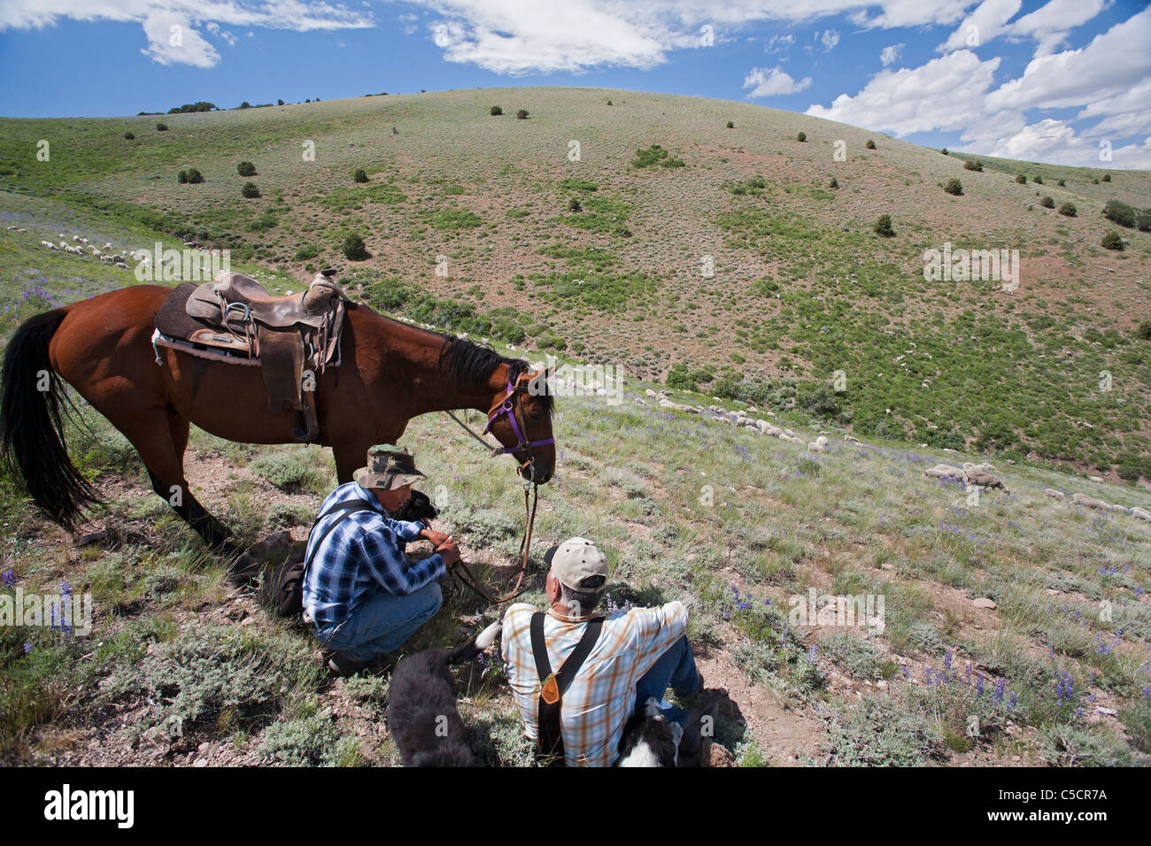 Nevada Sheep Ranch Banque D'Images