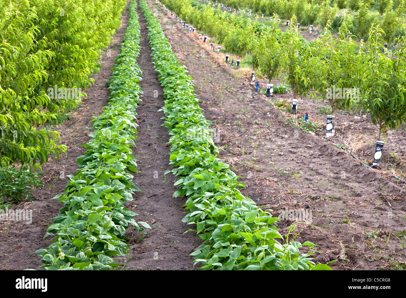 La culture intercalaire, les jeunes peach orchard, les haricots Banque D'Images