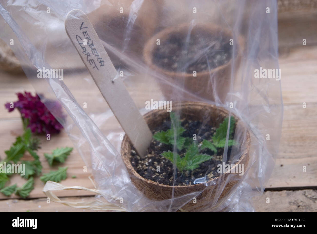 Prenez des boutures d'été de Verbena - protection avec sac en plastique Banque D'Images