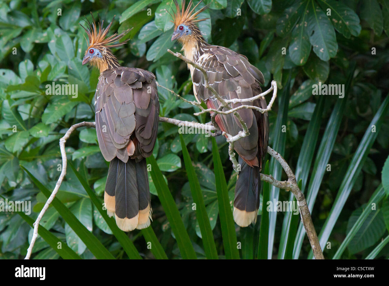 Deux Hoatzins perché sur une branche au Lac Sandoval, Réserve nationale de Tambopata, Pérou Banque D'Images