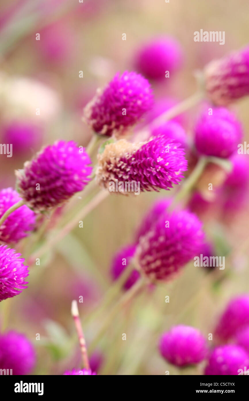 Coeur de la Saint-Valentin Banque D'Images