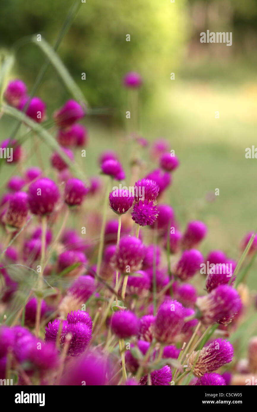 Coeur de la Saint-Valentin Banque D'Images