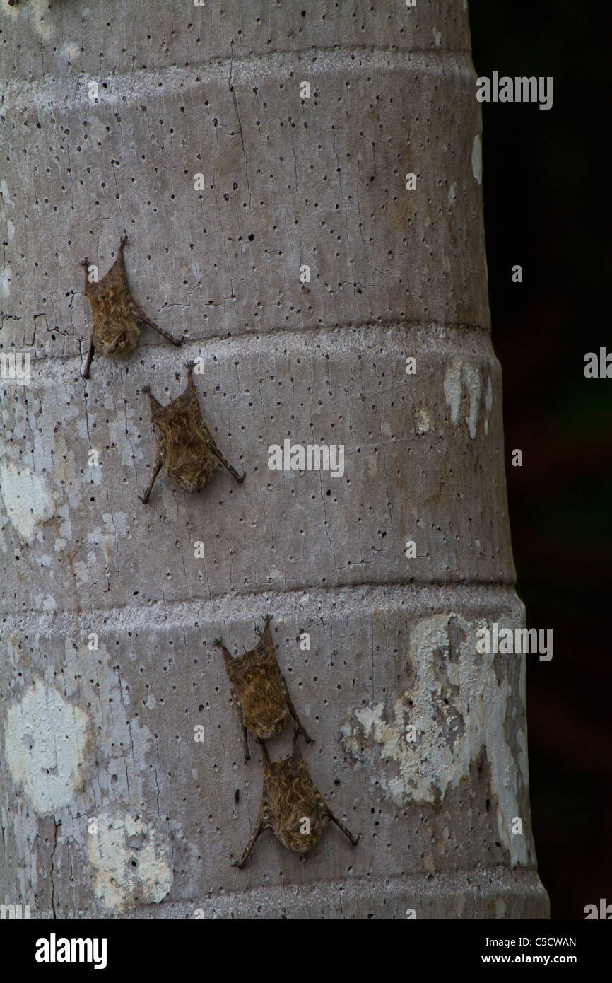 "Les chauves-souris de Pêche' reposant sur un palmier, le lac Sandoval, Parc National Tambopata, Pérou Banque D'Images