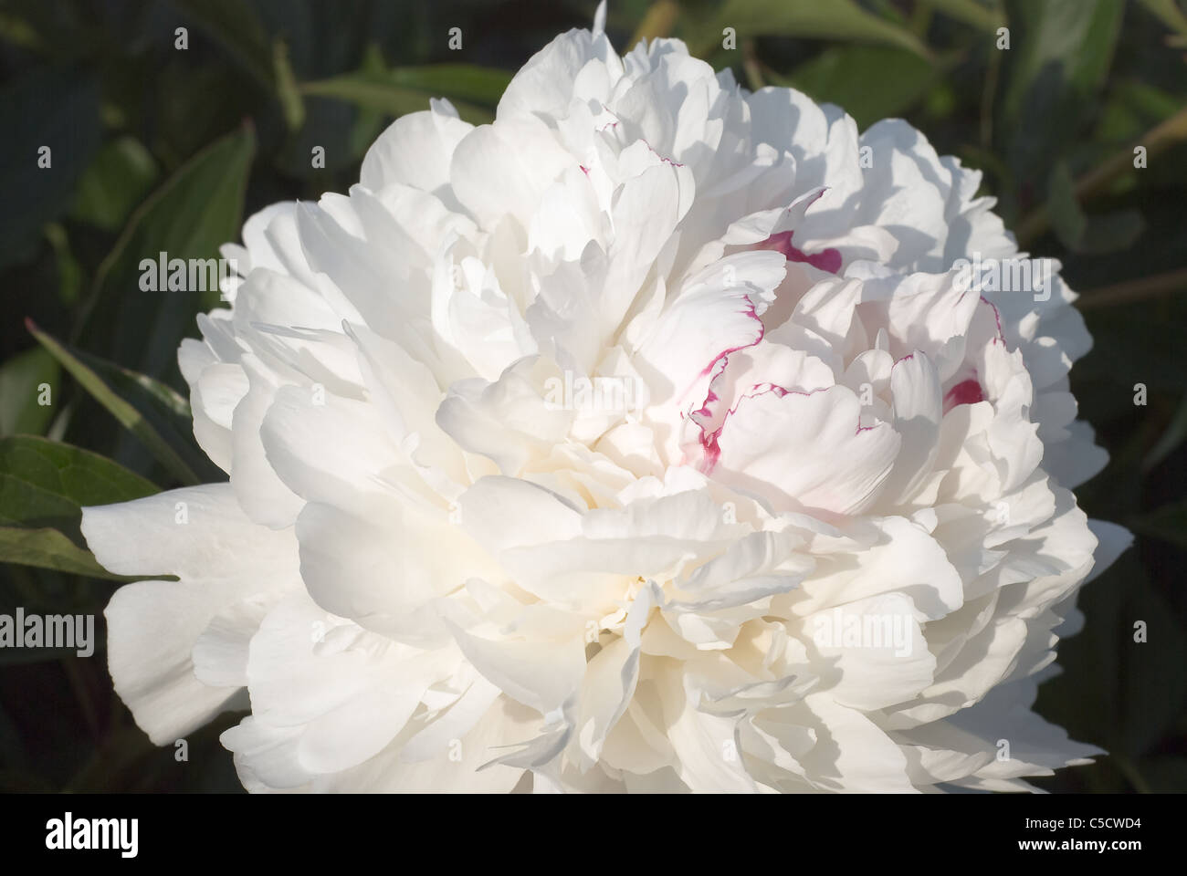 Pivoine blanche (vivaces Paeonia) au printemps Bloom Banque D'Images