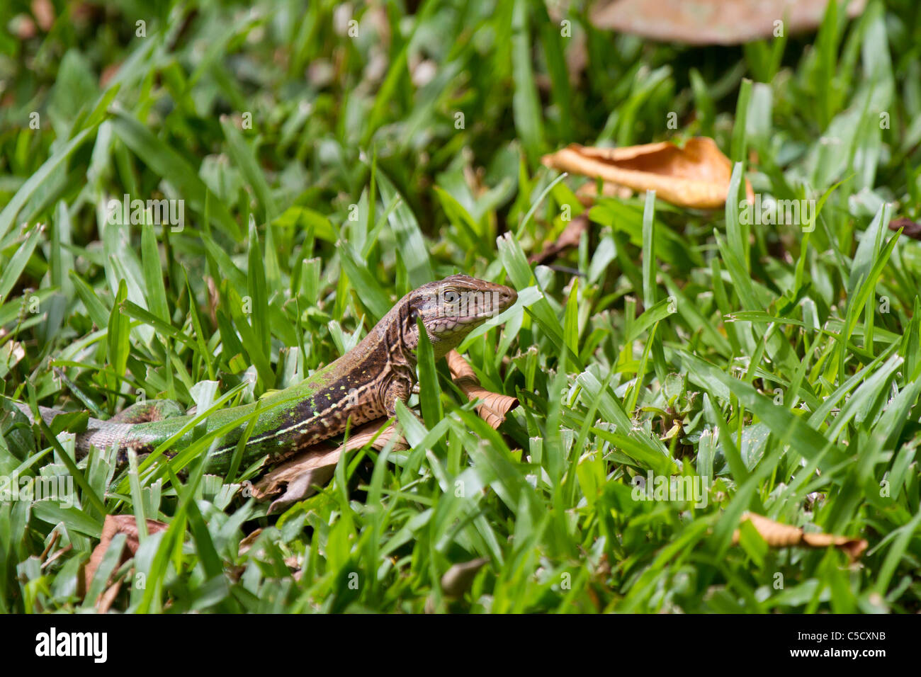 Amazon race runner (Ameiva ameiva) dans le Parc National Tambopata, Pérou Banque D'Images