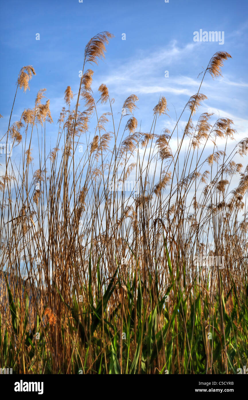 Reed dans le soleil du printemps sur le Lac Majeur Banque D'Images