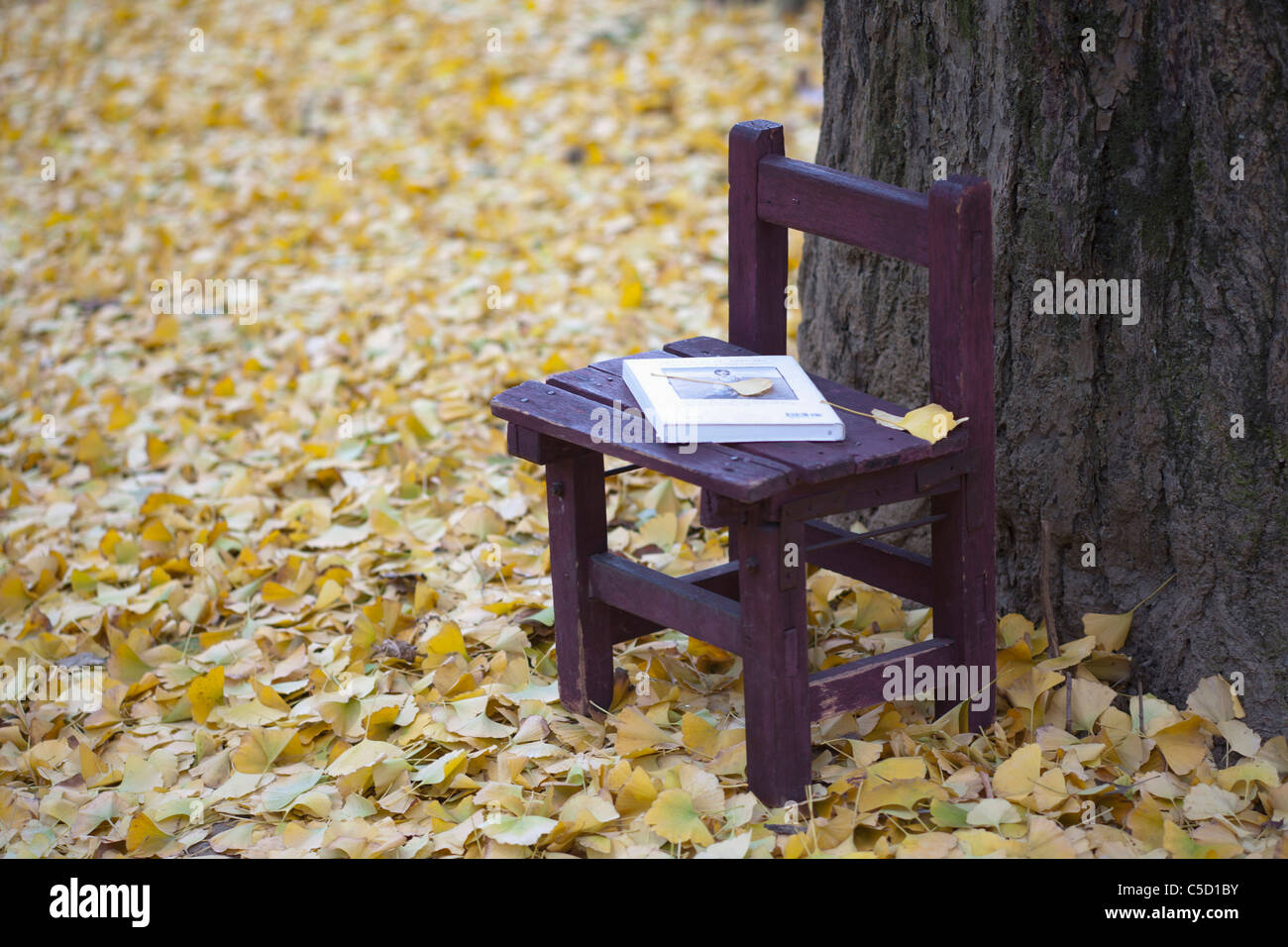 Livre sur la chaire en forêt d'automne Banque D'Images