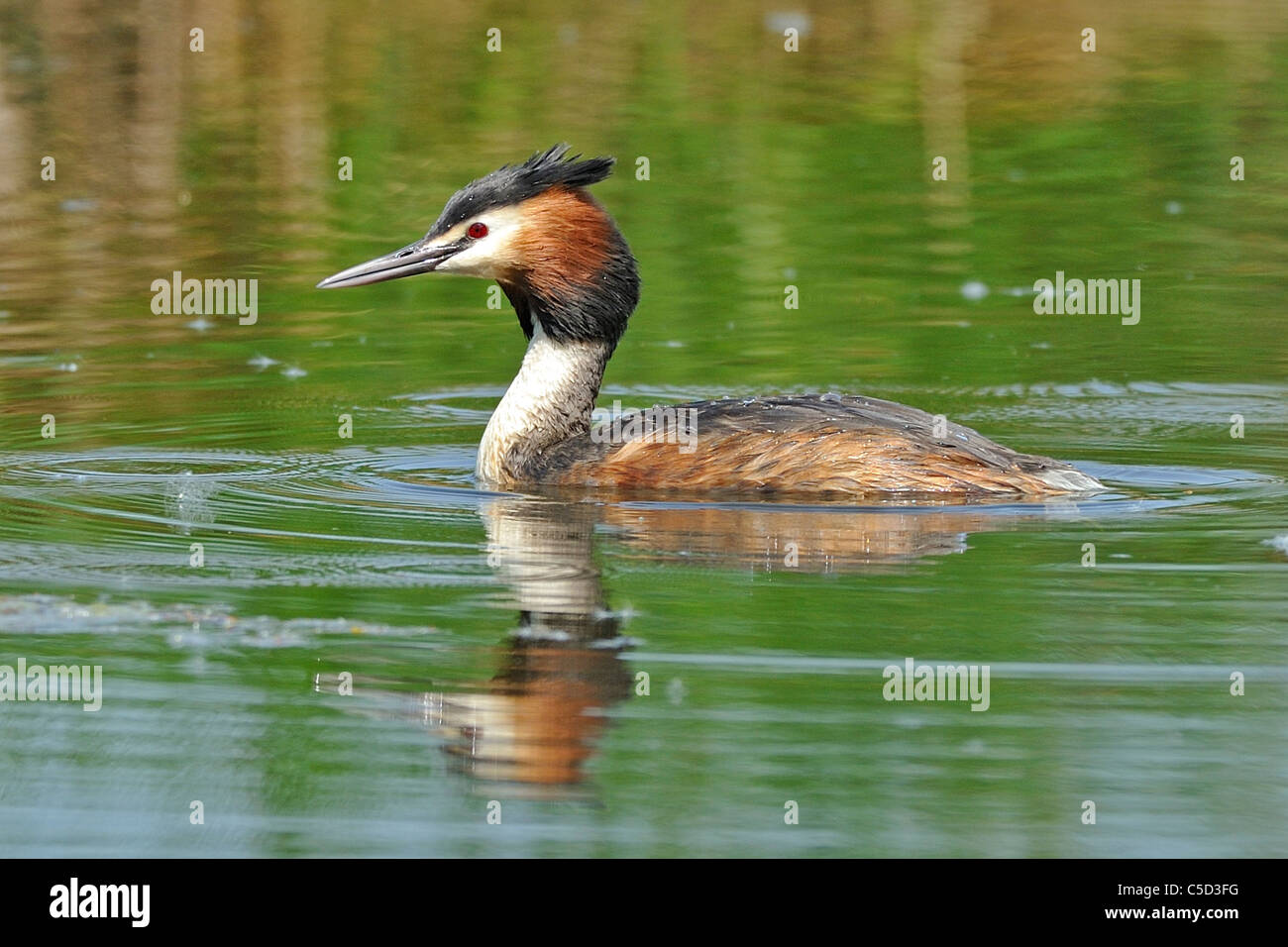 Grèbe huppé (Podiceps cristatus) nager sur l'eau Banque D'Images