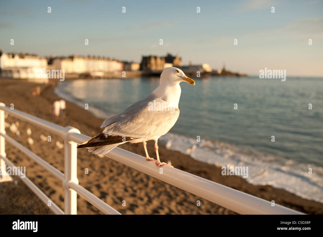 Une mouette perchée sur la station balnéaire d'Aberystwyth Wales UK promenade garde-corps Banque D'Images