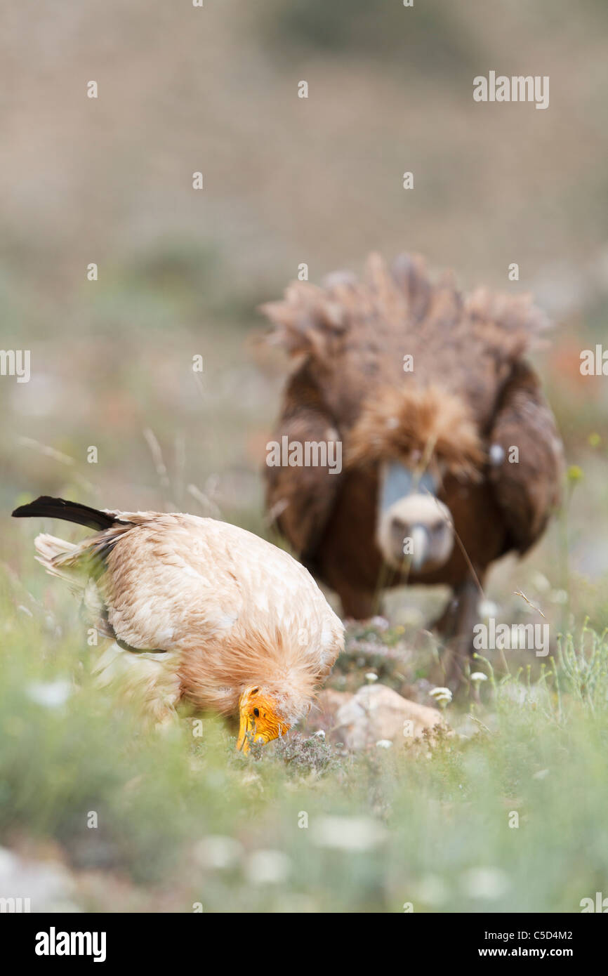 Percnoptère (Neophron percnopterus) et le vautour fauve (Gyps fulvus), Aragon, Espagne Banque D'Images