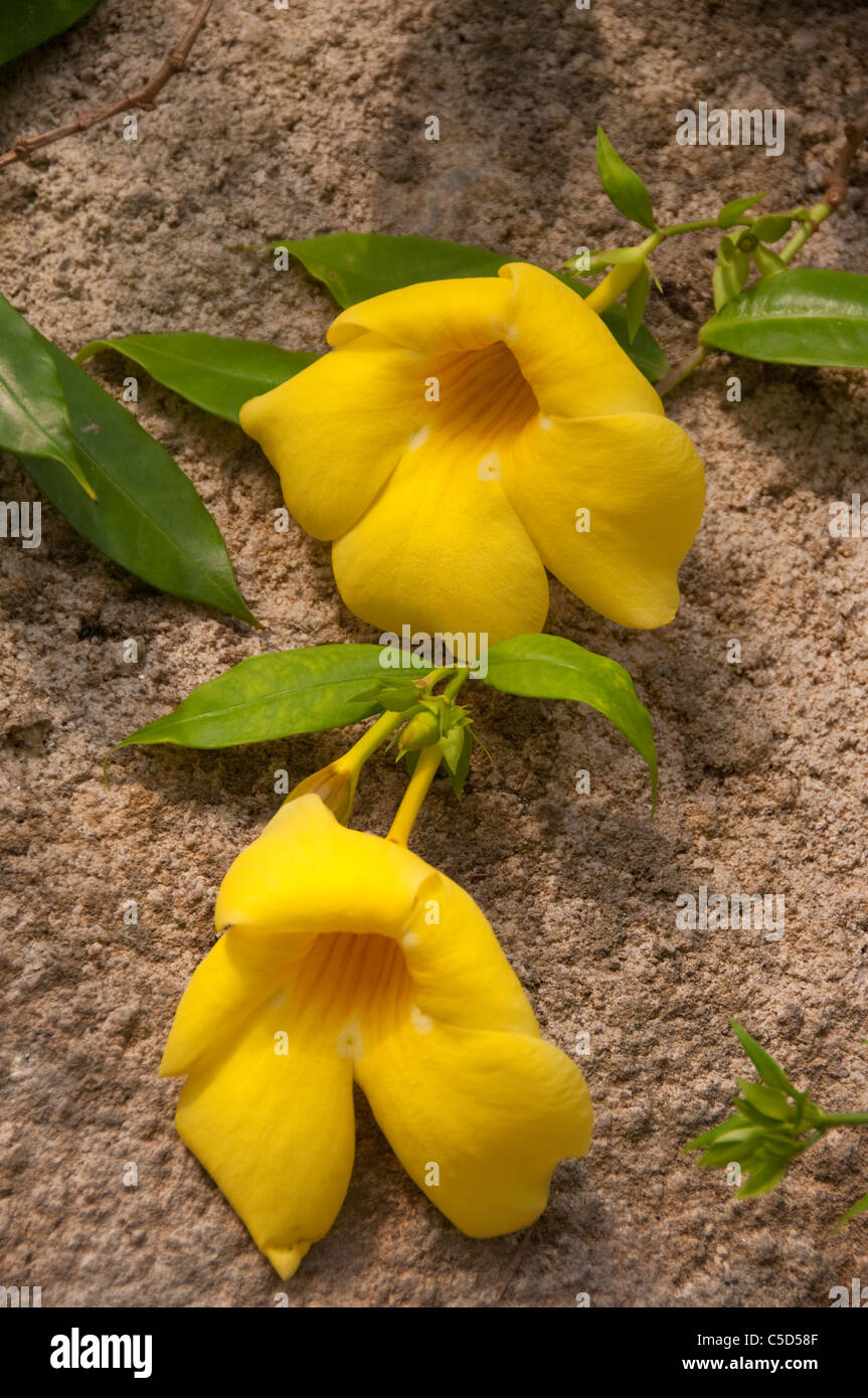 Fleur jaune dans le biome tropical à l'Eden Project, poussant sur un mur  Photo Stock - Alamy
