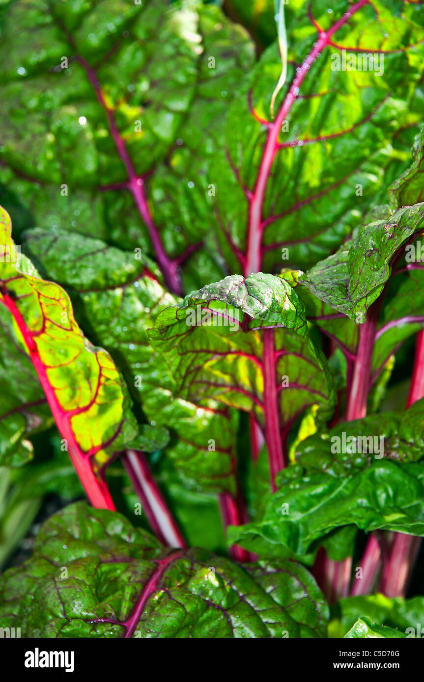 Chard poussant dans un jardin potager. Banque D'Images