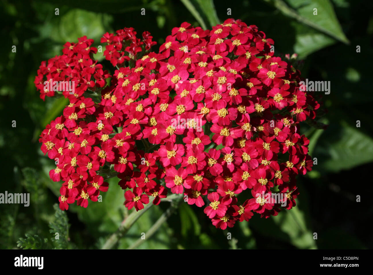 La floraison l'Achillea millefolium 'Red Velvet' prises à Ness Gardens, Wirral, UK Banque D'Images