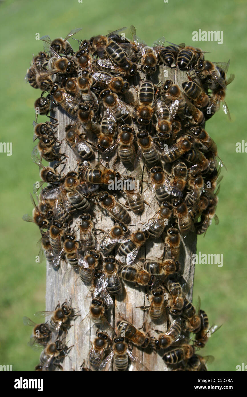 Essaim d'abeilles Apis mellifera, Lincolnshire, Royaume-Uni Banque D'Images