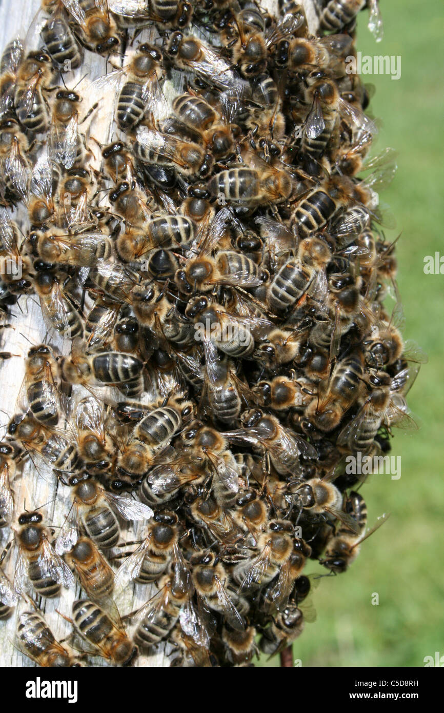 Essaim d'abeilles Apis mellifera, Lincolnshire, Royaume-Uni Banque D'Images