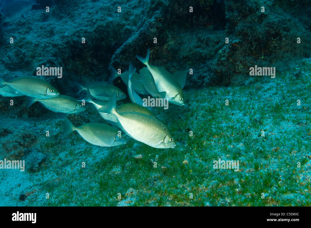 Les espèces envahissantes de poisson lapin Siganus rivulatus, pâturage halophila sp. les algues en Kas Antalya en Turquie. Banque D'Images