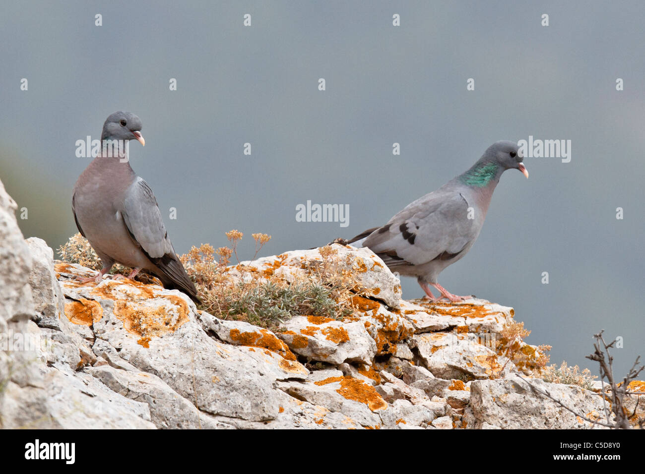 Pigeon colombin (Columba oenas). L'Espagne. Banque D'Images