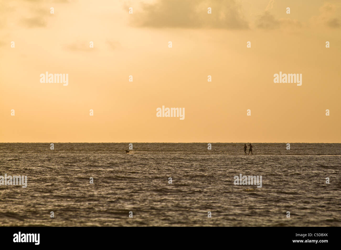 Un couple et leur chien marcher sur un banc de sable dans le golfe du Mexique au large de la Floride près de la côte sud-ouest du Marco Island Banque D'Images