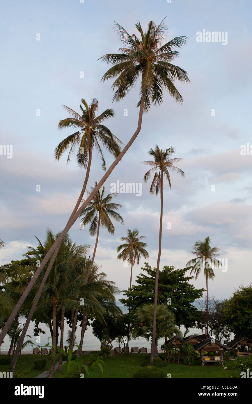 Des cabines de plage et de palmiers sur la plage à Koh Samui, Thaïlande Banque D'Images