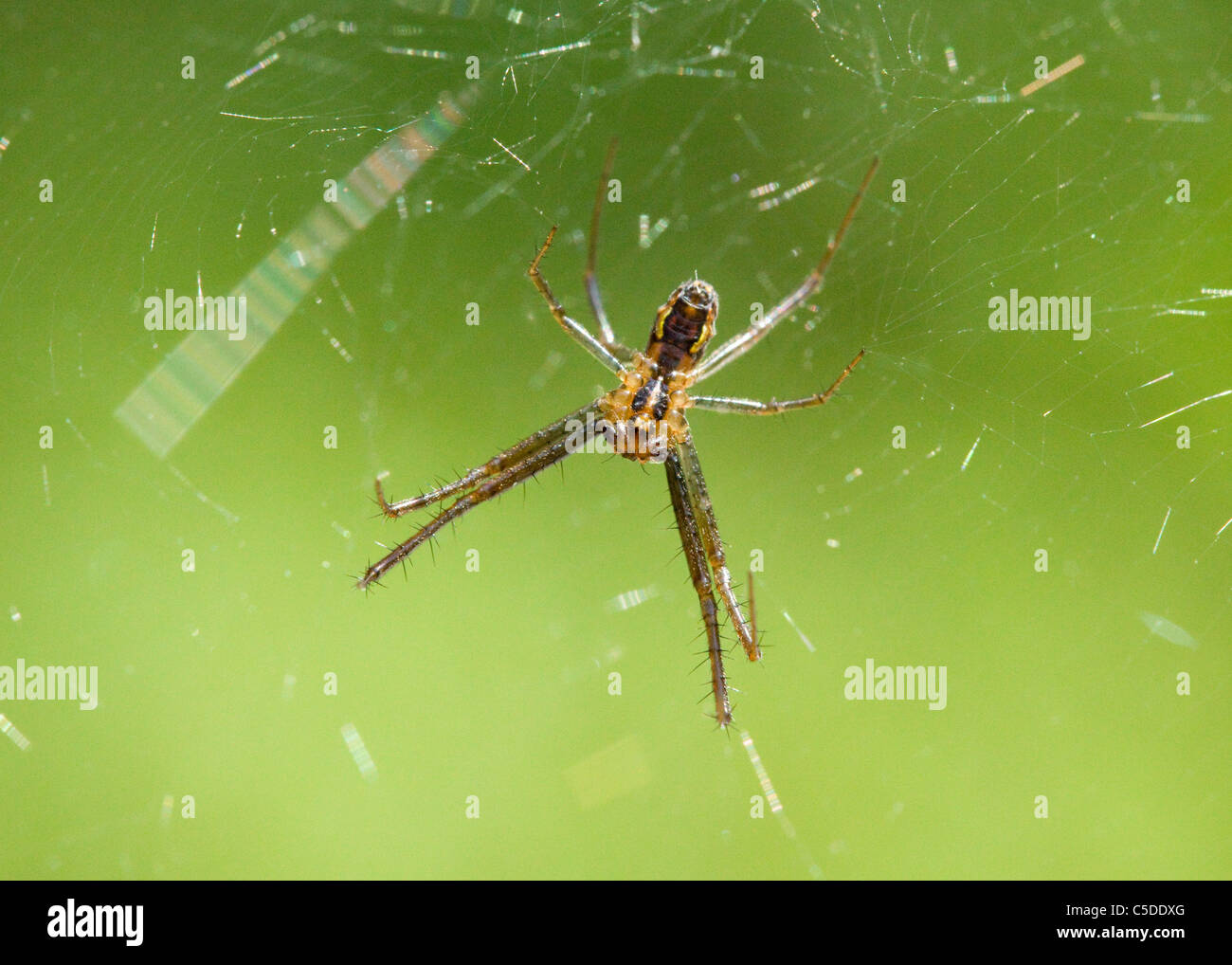 Un Wolf spider on web Banque D'Images