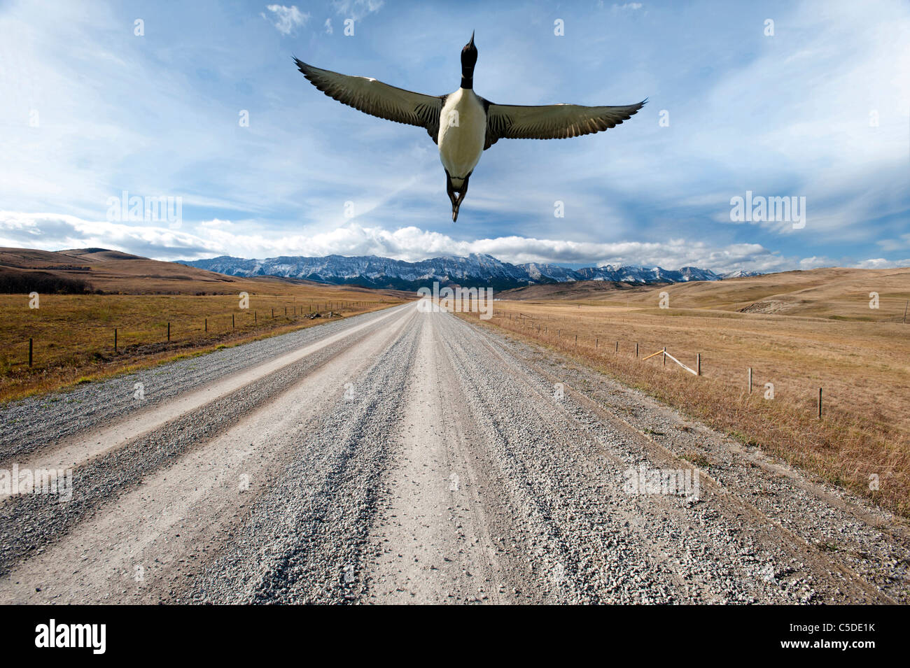 L'avion de huard sur Canadian Rockies Banque D'Images