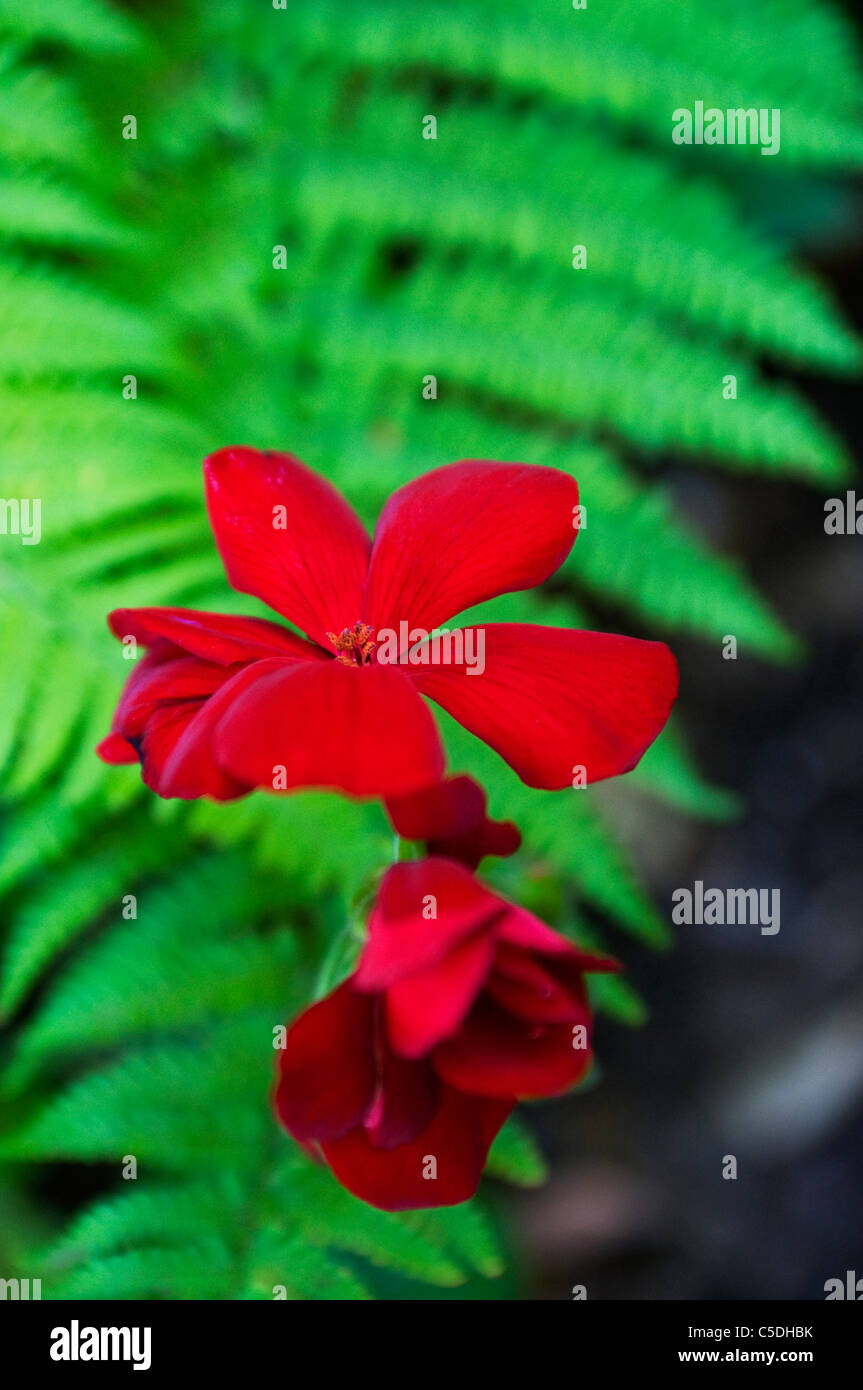 Fleur rouge avec green fern Banque D'Images