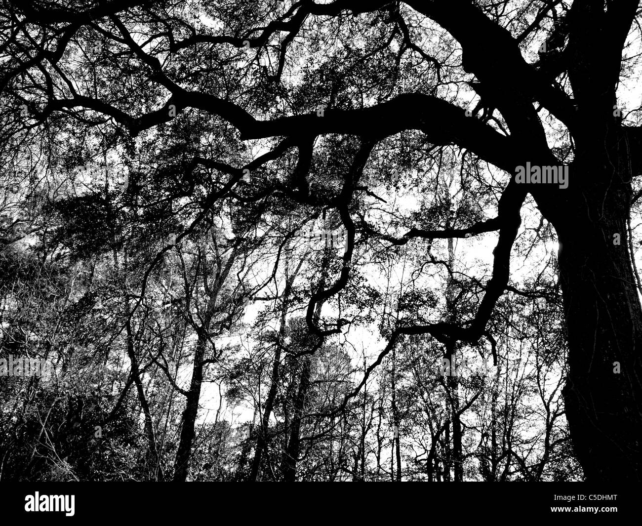 Arbre arbres ciel forêt voir l'écorce feuilles tronc membres inférieurs contraste silhouette pin oak Banque D'Images