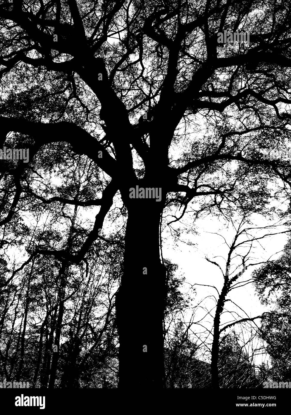 Arbre arbres ciel forêt voir l'écorce feuilles tronc membres inférieurs contraste silhouette pin oak Banque D'Images