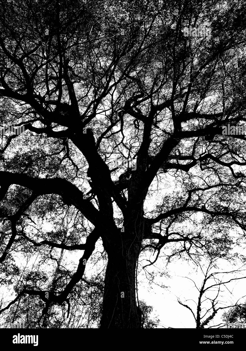 Arbre arbres ciel forêt voir l'écorce feuilles tronc membres inférieurs contraste silhouette pin oak Banque D'Images