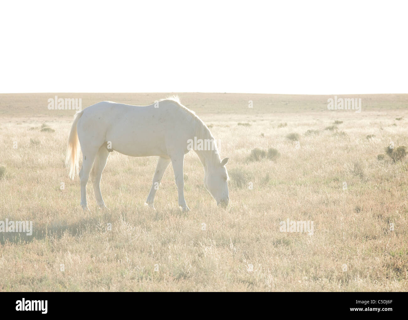 Un mustang blanc paître dans un champ ouvert - Arizona USA Banque D'Images