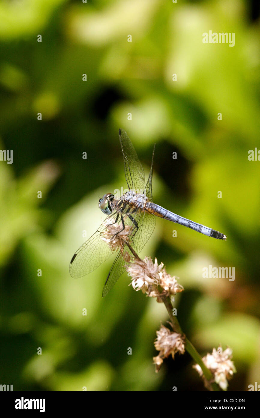 Dasher Pachydiplax longipennis bleu Banque D'Images