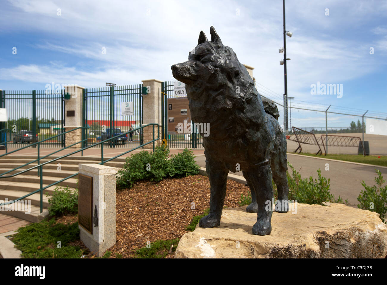 Université de la Saskatchewan à l'extérieur terrain de sport statue husky parc potashcorp saskatoon canada Banque D'Images