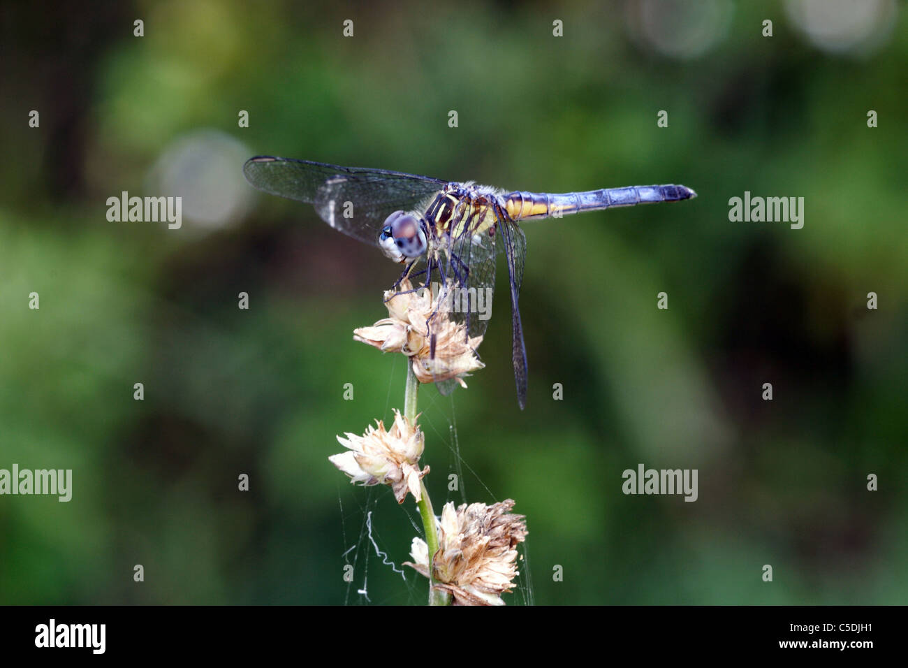 Dasher Pachydiplax longipennis bleu Banque D'Images