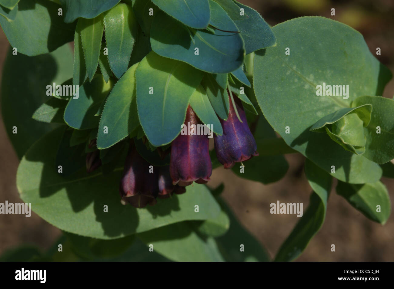 Cerinthe major 'Purpurascens' Banque D'Images