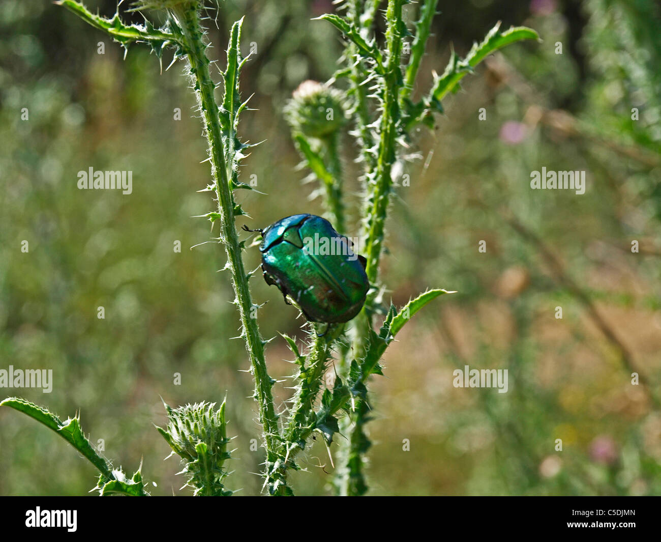 Hanneton vert sur Thistle plante. Budapest, Hongrie Banque D'Images