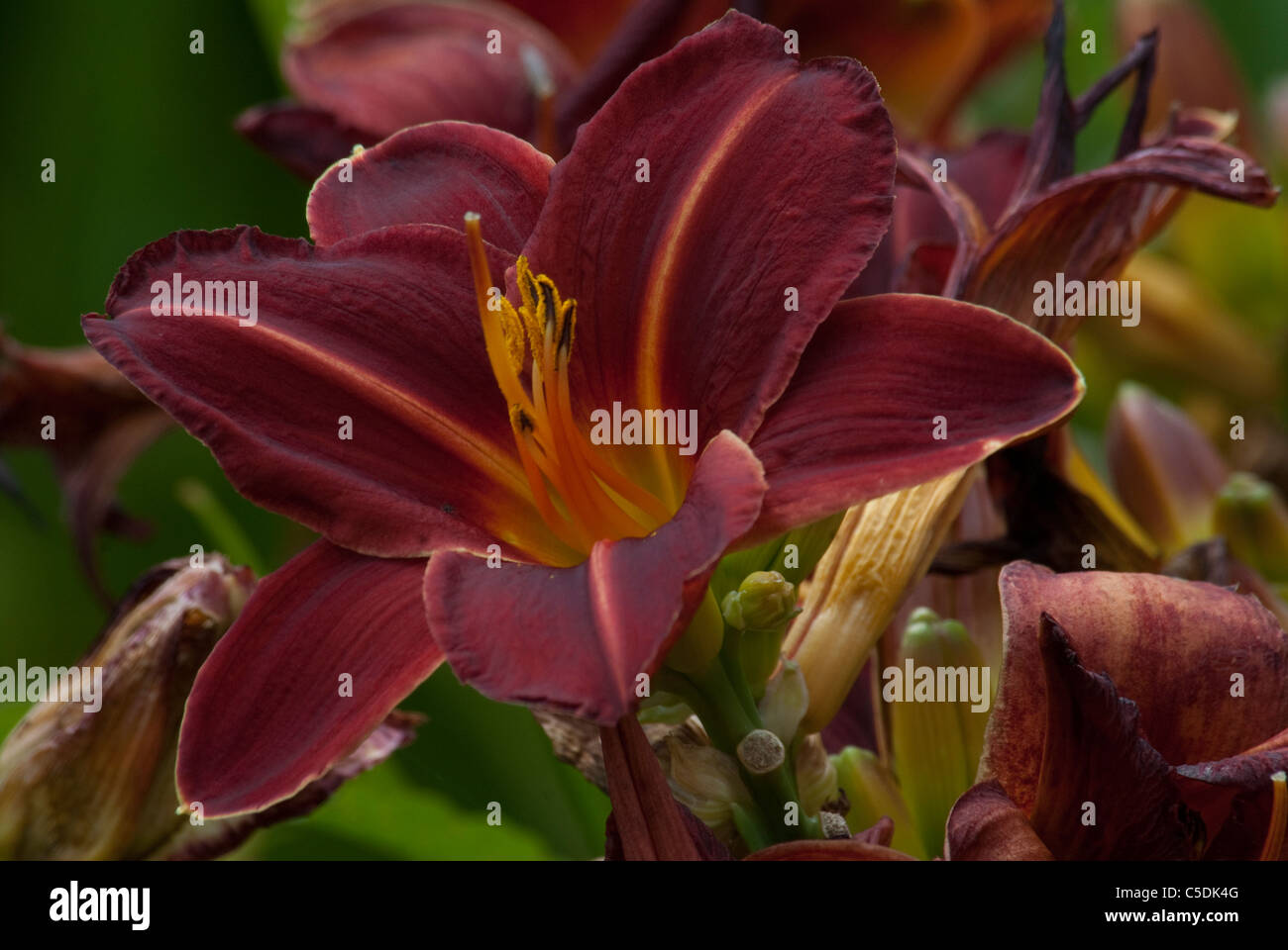 Gros plan d'une fleur rouge foncé Banque D'Images