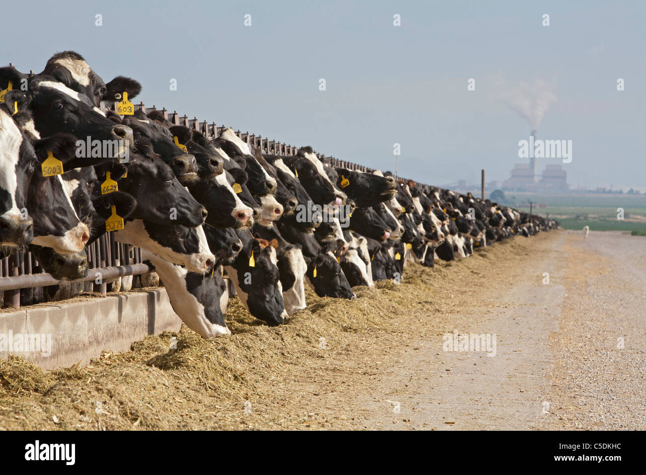 Ferme laitière Banque D'Images