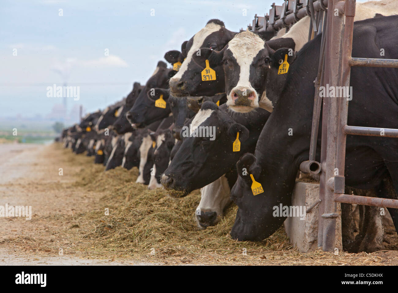 Ferme laitière Banque D'Images